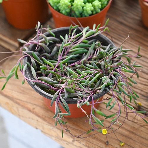 26 Best Purple and Green Succulent Varieties You Cannot Miss 6