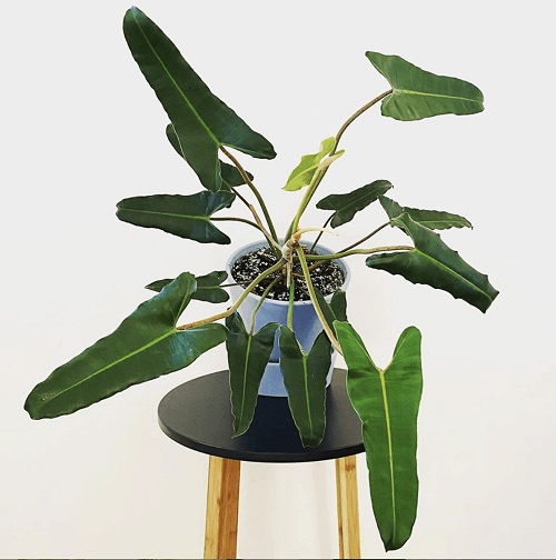 Growing Philodendron atabapoense Indoors 2