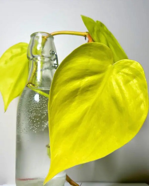 Philodendrons to Grow in Water 3