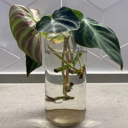 Philodendrons to Grow in Water 2