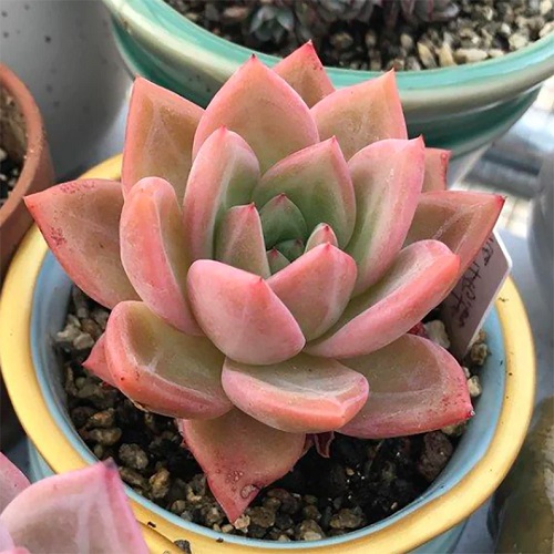 41 Beautiful Pink Succulents You Must Grow 8