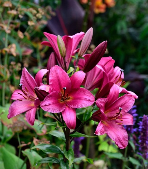 19 Most Beautiful Purple Lily Varieties | Purple Lilies | Indoor Garden Web