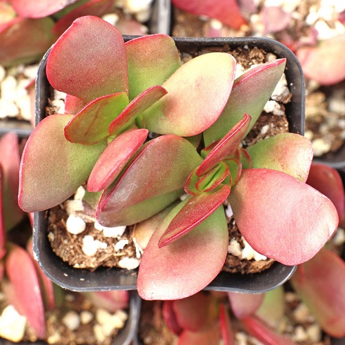 50 Most Vibrant Red Succulents You'll Ever See 13