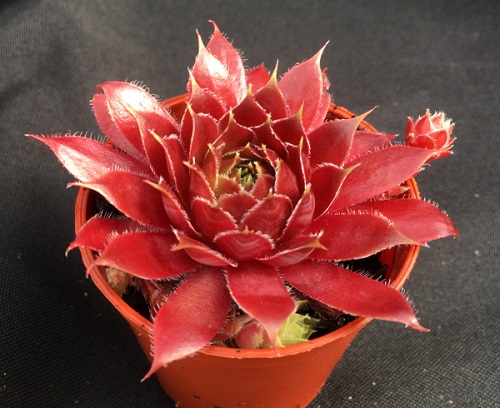 50 Most Vibrant Red Succulents You'll Ever See 1