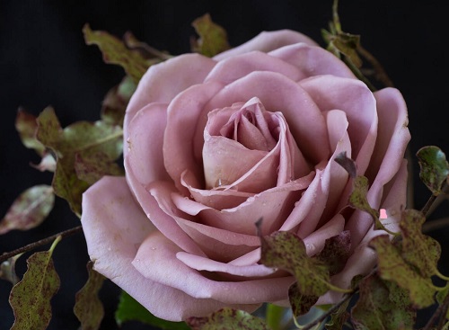 14 Beautiful Lavender Roses & Their Meaning 2