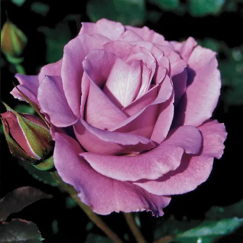14 Beautiful Lavender Roses & Their Meaning 7