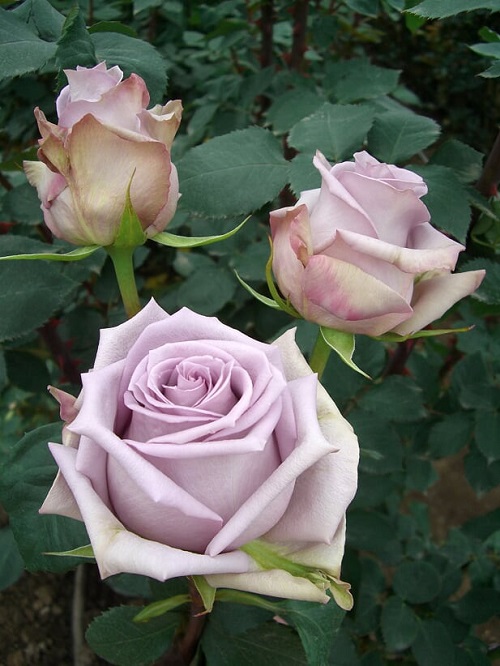 14 Beautiful Lavender Roses & Their Meaning 3