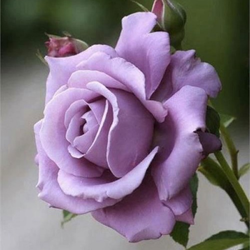 14 Beautiful Lavender Roses & Their Meaning 4