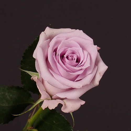 14 Beautiful Lavender Roses & Their Meaning 5