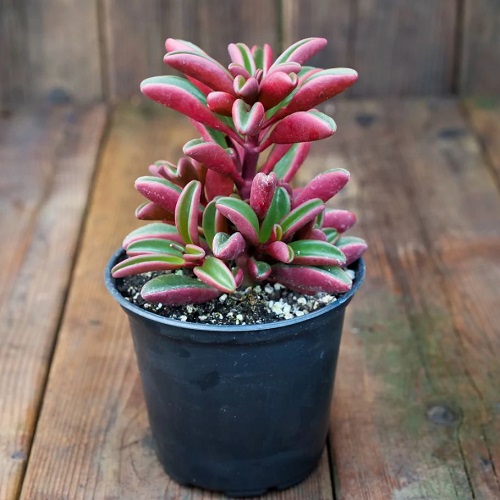 50 Most Vibrant Red Succulents You'll Ever See 4