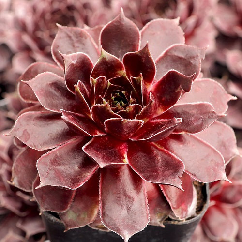 50 Most Vibrant Red Succulents You'll Ever See 18