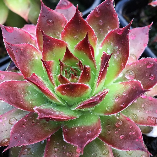 50 Most Vibrant Red Succulents You'll Ever See 17