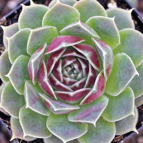 26 Best Purple and Green Succulent Varieties You Cannot Miss 13