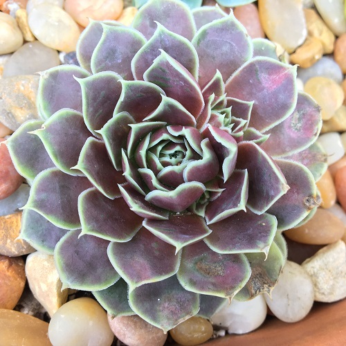 26 Best Purple and Green Succulent Varieties You Cannot Miss 7