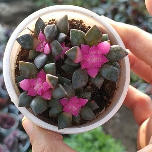 41 Beautiful Pink Succulents You Must Grow 10
