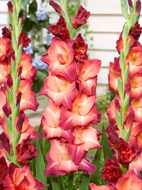 19 Gorgeous Flowers That Look Like Lilies 10