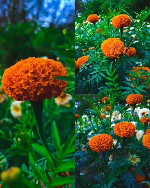 22 Flowers that Look Like Pom Poms for Your Home and Garden 6