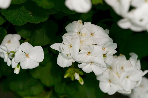 27 White Geraniums for Your Home 2