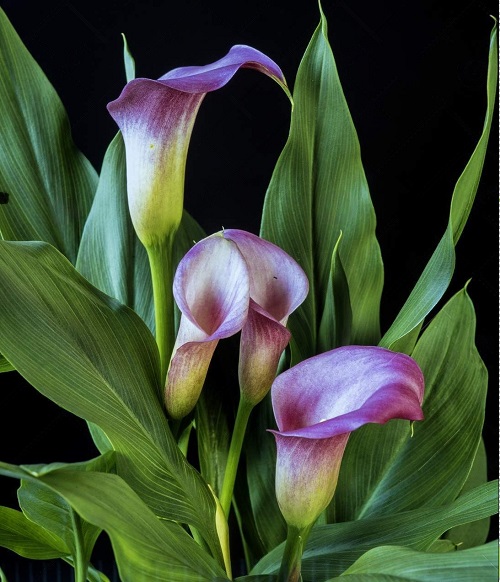  19 Most Beautiful Purple Lily Varieties | Purple Lilies 8