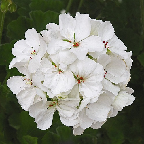 27 White Geraniums for Your Home 5