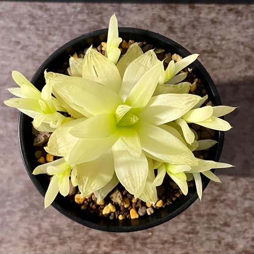 30 Yellow Succulent Varieties for Your Home 10 