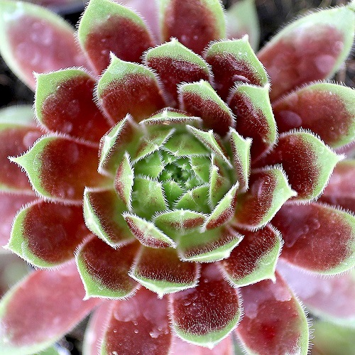 50 Most Vibrant Red Succulents You'll Ever See 20