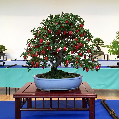 24 Bonsai Fruit Trees for You Living Room | Mini Fruit Trees 1