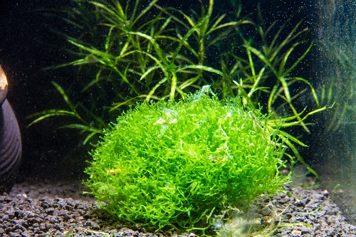 16 Best Aquarium Floating Plants for a Stunning Display 9