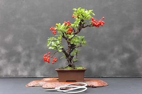 24 Bonsai Fruit Trees for You Living Room | Mini Fruit Trees 2