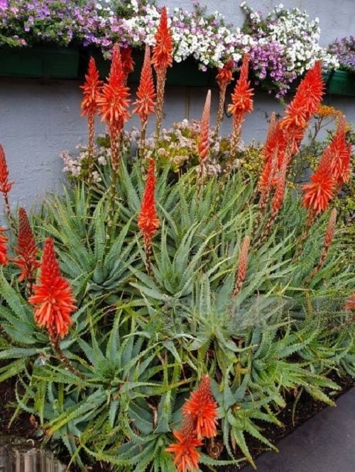 24 Types of Succulent with Red Flowers 7