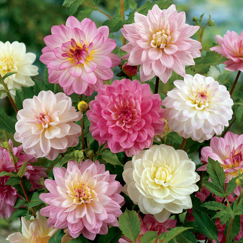 23 Beautiful Flowers That Look Like Roses | Rose Like Flowers 5