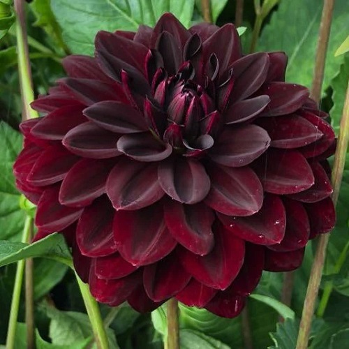 21 Mysterious Black Dahlia Flower Varieties 5