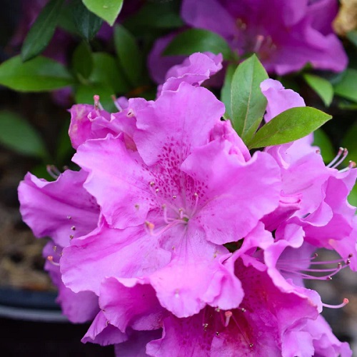 13 Most Vibrant Purple Azalea Varieties for Your Home and Garden 2
