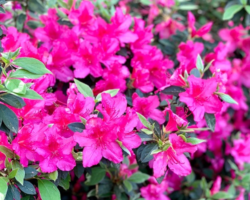 13 Most Vibrant Purple Azalea Varieties for Your Home and Garden 3
