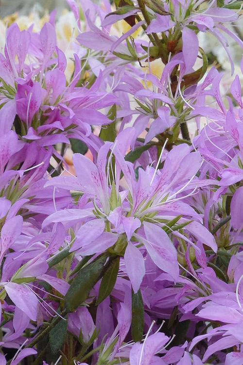 13 Most Vibrant Purple Azalea Varieties for Your Home and Garden 5
