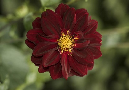 21 Mysterious Black Dahlia Flower Varieties 8