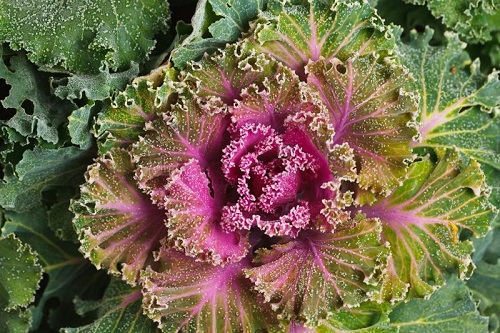 9 Surprising Vegetables That Look Like Flowers 2