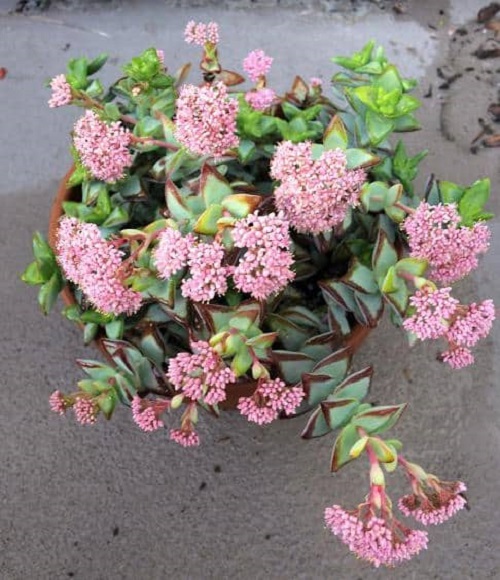 26 Types of Succulent with Pink Flowers | Pink Flowering Succulents 8