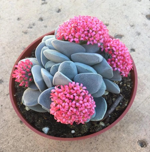 26 Types of Succulent with Pink Flowers | Pink Flowering Succulents 12