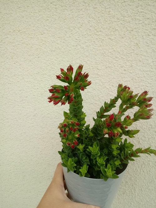 24 Types of Succulent with Red Flowers 11