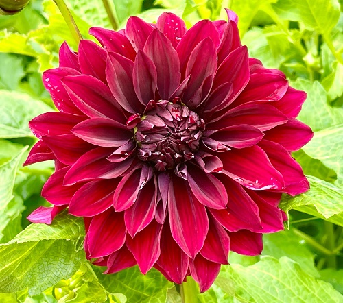 21 Mysterious Black Dahlia Flower Varieties 11
