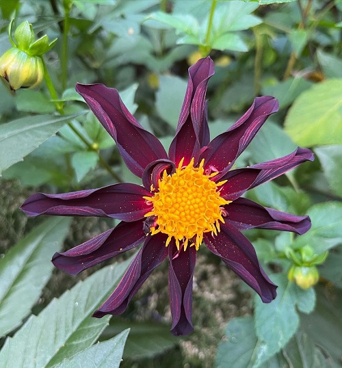 21 Mysterious Black Dahlia Flower Varieties 1
