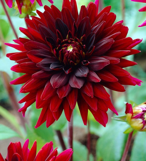 21 Mysterious Black Dahlia Flower Varieties 10