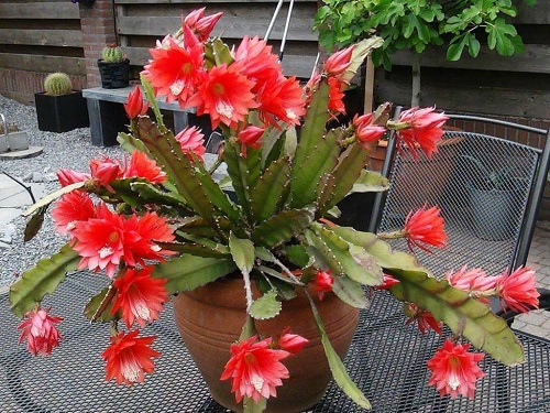 24 Types of Succulent with Red Flowers 5
