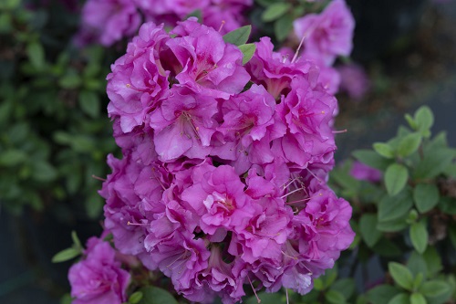 13 Most Vibrant Purple Azalea Varieties for Your Home and Garden 4