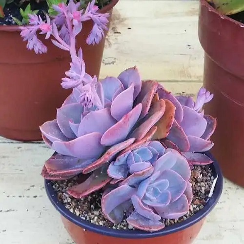 26 Types of Succulent with Pink Flowers | Pink Flowering Succulents 9