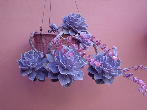 26 Types of Succulent with Pink Flowers | Pink Flowering Succulents 1