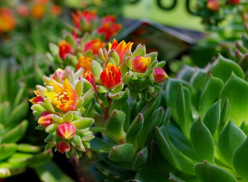 24 Types of Succulent with Red Flowers 8