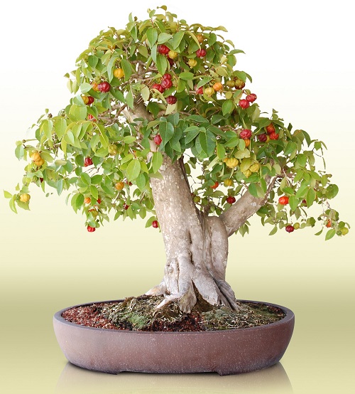 24 Bonsai Fruit Trees for You Living Room | Mini Fruit Trees 11