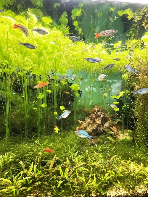 16 Best Aquarium Floating Plants for a Stunning Display 1